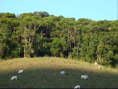 Fazenda para Venda, em Iporanga, bairro Estrada