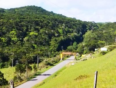 Stio / Chcara para Venda, em Cambar do Sul, bairro Centro