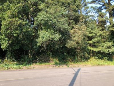 Terreno para Venda, em Canela, bairro Santa Terezinha