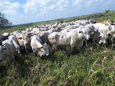 Fazenda para Venda, em Santa Cruz do Arari, bairro ILHA DO MARAJ