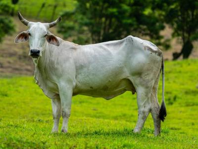 Fazenda para Venda, em Corumb, bairro Regio de Coimbra