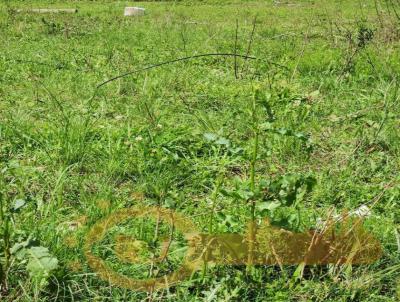 Terreno para Venda, em Camaqu, bairro Olaria