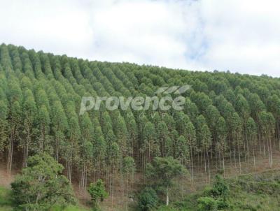 Fazenda para Venda, em Joo Pinheiro, bairro Centro