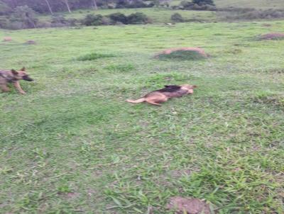 Stio para Venda, em Monte Santo de Minas, bairro RURAL