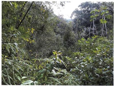 Lote para Venda, em Pedro de Toledo, bairro Altura do km 64 antigo da BR 116