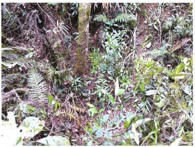 Chcara para Venda, em Ibina, bairro CAUCAIA