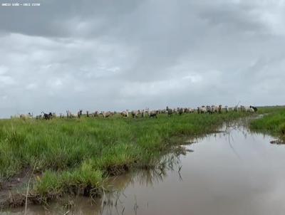 Fazenda para Venda, em Chaves, bairro Ilha do Maraj