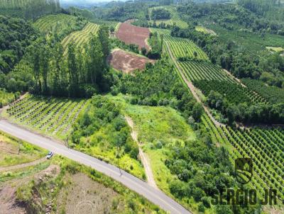 rea Rural para Venda, em Pareci Novo, bairro rea rural