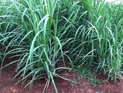 Fazenda para Venda, em Prata, bairro RURAL