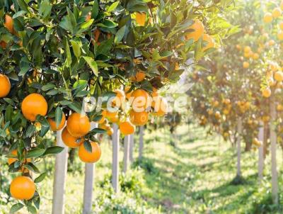 Fazenda para Venda, em Fernandpolis, bairro Jardim Santa Rita