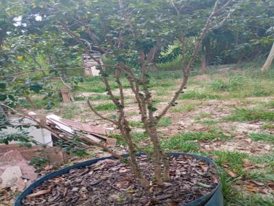 Chácara para Venda, em Luziânia, bairro Área Rural de Luziânia, 3 dormitórios, 3 banheiros, 1 suíte, 5 vagas