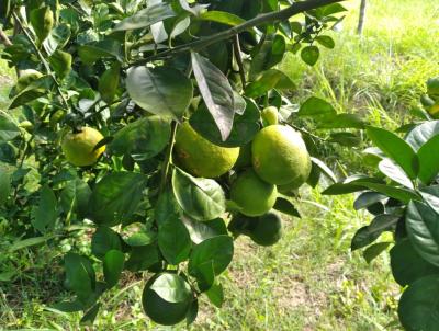 Chcara para Venda, em Tangu, bairro AGRO BRASIL