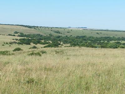 rea Rural para Venda, em Alegrete, bairro Ibiroca