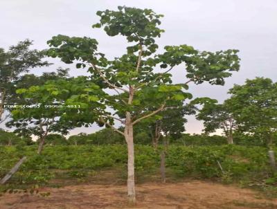 Fazenda para Venda, em Nossa Senhora do Livramento, bairro 01 Terreno (15x45 m), Parque das Manses, Tangar da Serra- MT-9298-Creci-1674/MT