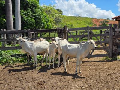 Fazenda para Venda, em Campanrio, bairro Campanrio