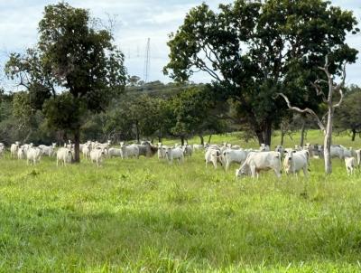 Fazenda para Venda, em Rondonpolis, bairro Rural