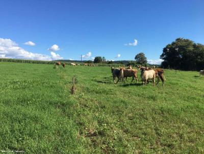 �rea Rural para Venda, em Porto Lucena, bairro Linha Ponte Boa Vista