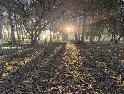 S�tio para Venda, em Crici�ma, bairro Quarta Linha