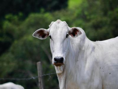 Fazenda para Venda, em Corumb�, bairro Regi�o do Jacadigo