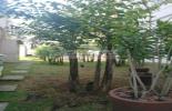 Jardim